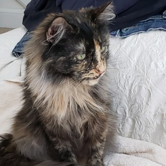 Meet your Posher, TAILSSpayNeuter - Picture 2 of 5